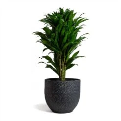 Dracaena Fragrans Compacta - Branched 14 Dracaena Fragrans Compacta - Branched -Indoor Plant Store Dracaena fragrans Compacta Branched 24x75cm Rinca Plant Pot Shiny Black 29x26cmV2 d1a30b6d e211 4522 9b8e 6a963efd0c98