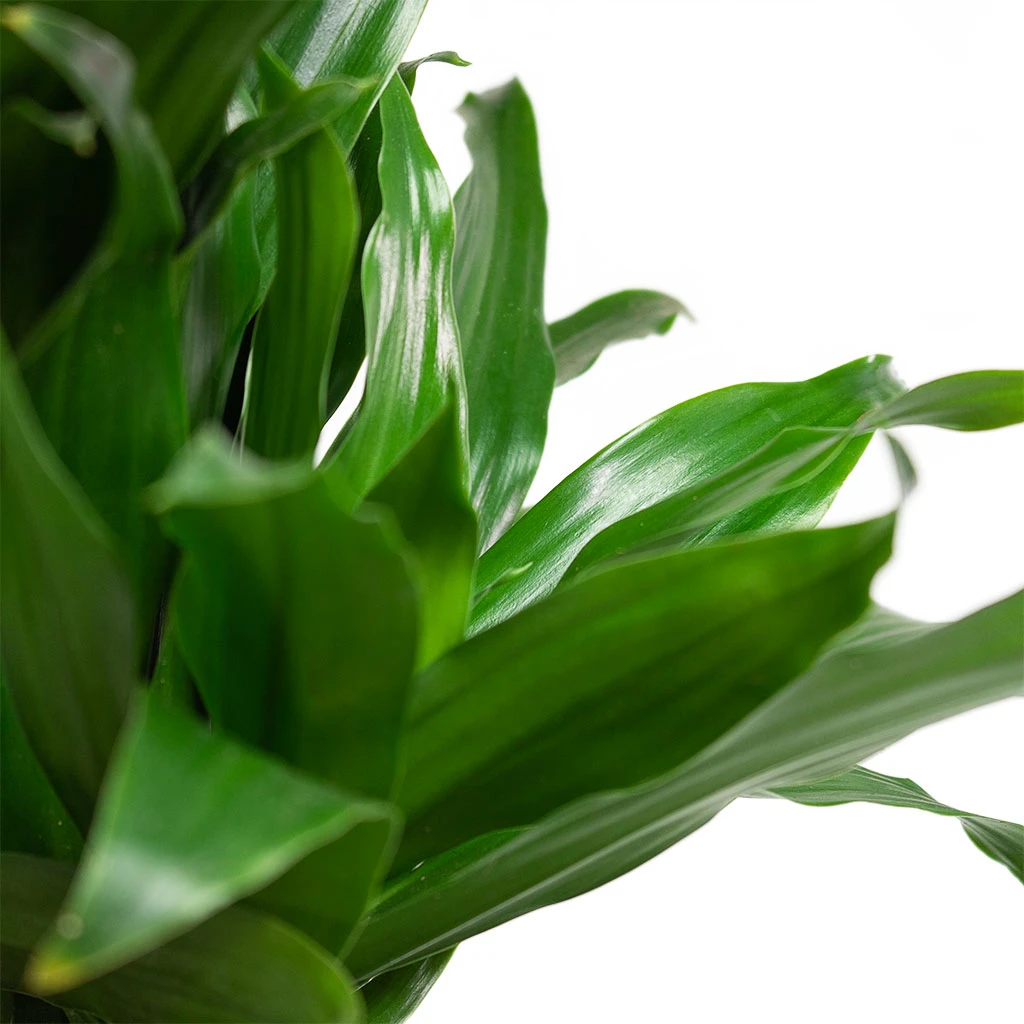 Dracaena Fragrans Compacta - Branched 2 Dracaena Fragrans Compacta - Branched - Image 2