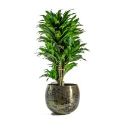 Dracaena Fragrans Compacta - Branched 15 Dracaena Fragrans Compacta - Branched -Indoor Plant Store Dracaena fragrans Compacta Branched Kian Metal Plant Pots Set of 3 Large Sky Burn
