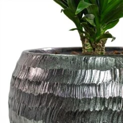 Opus Hammered Globe Planter - Silver -Indoor Plant Store Dracaena fragrans Compacta Branched Opus Hammered Globe Planter Silver Close Up