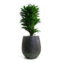 Dracaena Fragrans Compacta - Branched 20 Dracaena Fragrans Compacta - Branched -Indoor Plant Store Dracaena fragrans Compacta Branched Opus Hit Darcy Planter Silver 1e85d98a f69b 4b69 b4d5 c664c28cae6f