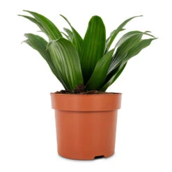 Dracaena Fragrans Compacta - Head 12 Dracaena Fragrans Compacta - Head -Indoor Plant Store Dracaena fragrans Compacta Head 12x25cm