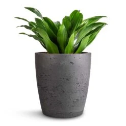 Dracaena Fragrans Compacta - Head 13 Dracaena Fragrans Compacta - Head -Indoor Plant Store Dracaena fragrans Compacta Head 12x25cm Gerben Plant Pot Black Washed 15x16cm