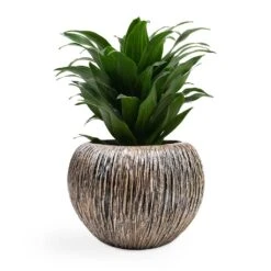 Dracaena Fragrans Compacta - Head 16 Dracaena Fragrans Compacta - Head -Indoor Plant Store Dracaena fragrans Compacta Head 12x25cm Luxe Lite Waterfall Globe Planter Bronze 28x20cm