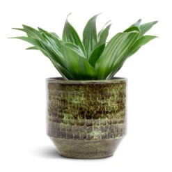 Sanna Plant Pot - Moss Green -Indoor Plant Store Dracaena fragrans Compacta Head 12x25cm Sanna Plant Pot Moss Green 15x13cm c86a134c 63e0 4575 9be0 83293b98281f