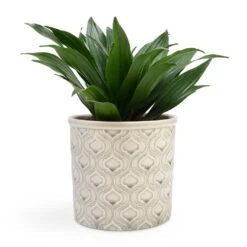 Dracaena Fragrans Compacta - Head 18 Dracaena Fragrans Compacta - Head -Indoor Plant Store Dracaena fragrans Compacta Head 12x25cm Venetian Plant Pot Grey 16x14cm