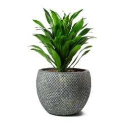 Dracaena Fragrans Compacta - Head 17 Dracaena Fragrans Compacta - Head -Indoor Plant Store Dracaena fragrans Compacta Head Large Fay Plant Pot Blue Gold