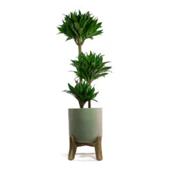 Charlie Plant Pot - Low Stand - Grey Washed 10 Charlie Plant Pot - Low Stand - Grey Washed -Indoor Plant Store Dracaena fragrans Compacta Multi Stem Charlie Plant Pot Low Stand Grey Washed