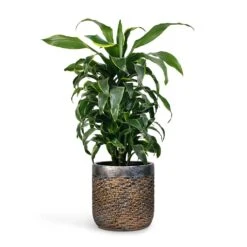 Luxe Lite Layer Cylinder Planter - Bronze 12 Luxe Lite Layer Cylinder Planter - Bronze -Indoor Plant Store Dracaena fragrans Dorado Branched 21x70cm Plant Pot Luxe Lite Layer Cylinder Planter Bronze 28x27cm c10bfa08 676c 4c1e 84a9 2ae97ee76ed3