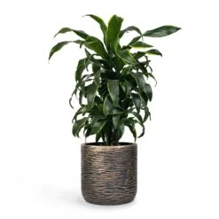 Luxe Lite Wrinkle Cylinder Planter - Bronze 21 Luxe Lite Wrinkle Cylinder Planter - Bronze -Indoor Plant Store Dracaena fragrans Dorado Branched 21x70cm Plant Pot Luxe Lite Wrinkle Cylinder Planter Bronze 28x27cm 5ba1482f 8042 4cfd a7d0 974123cf5037