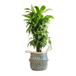 Seagrass Tribal Basket - Teal Lined -Indoor Plant Store Dracaena fragrans Dorado Branched 27x95cm Seagrass Tribal Basket Teal Lined 30x25cm