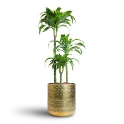 Solis Embossed Plant Pot - Gold -Indoor Plant Store Dracaena fragrans Dorado Multi Stem 21x95cm 3 stems Solis Embossed Plant Pot Gold 25x25cm 7 f5643f8b 5337 44a8 8e3a b568893ec702