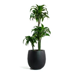 Grigio Balloon Plant Pot - Anthracite Concrete -Indoor Plant Store Dracaena fragrans Dorado Multi Stem Grigio Balloon Plant Pot Anthracite Concrete