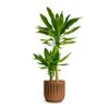 Dracaena Fragrans Golden Coast - Multi Stem