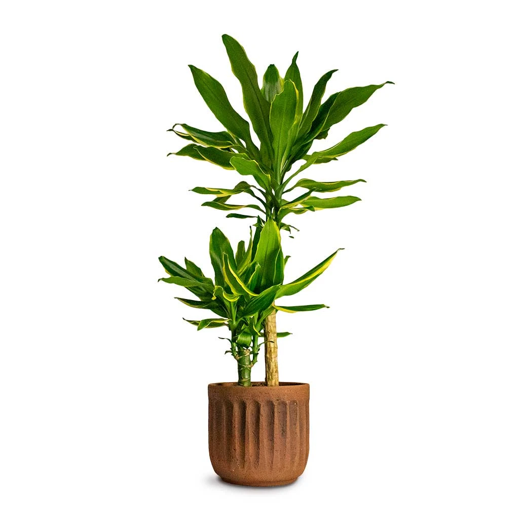 Dracaena Fragrans Golden Coast - Multi Stem 1 Dracaena Fragrans Golden Coast - Multi Stem
