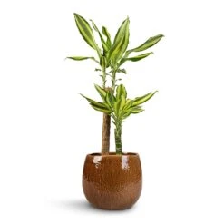 Dracaena Fragrans Golden Coast - Multi Stem 20 Dracaena Fragrans Golden Coast - Multi Stem -Indoor Plant Store Dracaena fragrans Golden Coast 2Stem 17x80cm Mischa Plant Pot Caramel 24x22cm