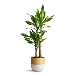 Dracaena Fragrans Golden Coast - Multi Stem 14 Dracaena Fragrans Golden Coast - Multi Stem -Indoor Plant Store Dracaena fragrans Golden Coast Multi Stem 17x70cm Bamboo Plant Pot White 19x19cm