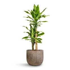 Cody Cement & Stone Plant Pot - Granite Grey -Indoor Plant Store Dracaena fragrans Golden Coast Multi Stem 17x70cm 2 stems Cody Cement Stone Plant Pot Granite Grey 5578ee58 99bb 4290 95fc 82ce3b4737a3