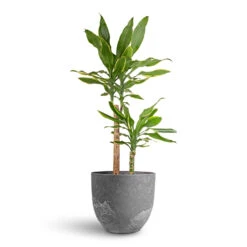 Dracaena Fragrans Golden Coast - Multi Stem 16 Dracaena Fragrans Golden Coast - Multi Stem -Indoor Plant Store Dracaena fragrans Golden Coast Multi Stem 17x70cm 2 stems Bola Artstone Plant Pot Grey 28x24cm d9e487f5 5dcf 4a4d 856d 8a4cfe78f51b