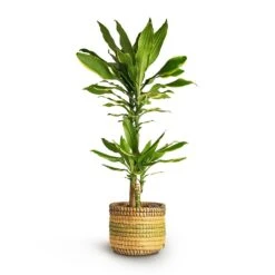Dracaena Fragrans Golden Coast - Multi Stem 19 Dracaena Fragrans Golden Coast - Multi Stem -Indoor Plant Store Dracaena fragrans Golden Coast Multi Stem 17x80cm 2stems Jane Plant Baskets Set5 Jungle b6fd3bbc 2ee0 4004 9468 ef0c018b093f
