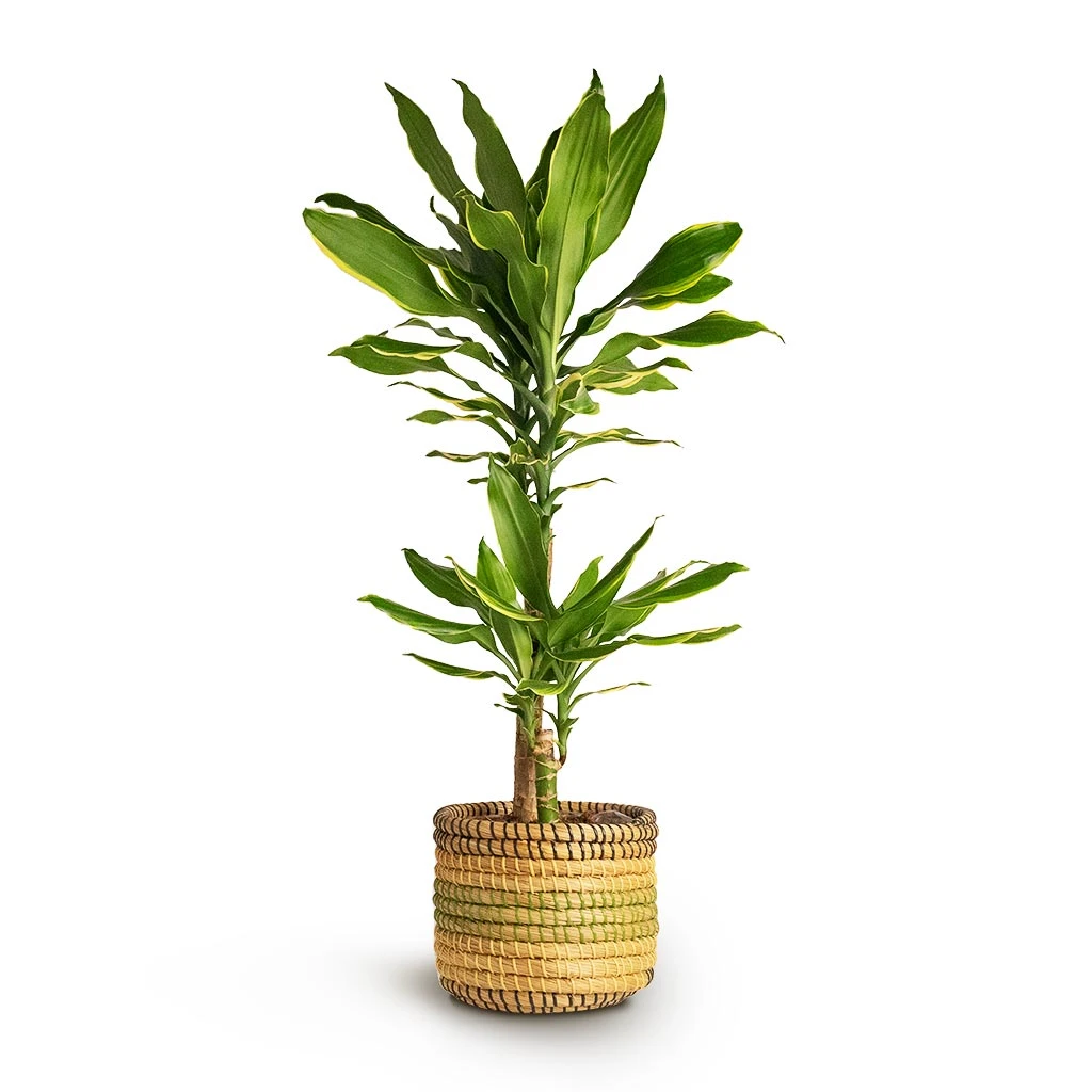 Dracaena Fragrans Golden Coast - Multi Stem 9 Dracaena Fragrans Golden Coast - Multi Stem - Image 9
