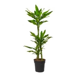 Dracaena Fragrans Golden Coast - Multi Stem 18 Dracaena Fragrans Golden Coast - Multi Stem -Indoor Plant Store Dracaena fragrans Golden Coast Multi Stem