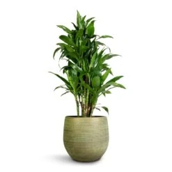 Lydia Plant Pot - Shiny Green -Indoor Plant Store Dracaena fragrans Janet Craig Branched 27x130cm Lydia Plant Pot Shiny Green 36x32cm 5ddb8ad9 72c6 4001 9807 1193da78dbfb