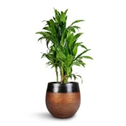 Mya Plant Pot - Shiny Mocha -Indoor Plant Store Dracaena fragrans Janet Craig Branched 27x130cm Mya Plant Pot Shiny Mocha 36x32cm 5735cdce 37e2 4c6c 8976 3b323c084f37