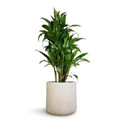 Raindrop Round Planter - Stone -Indoor Plant Store Dracaena fragrans Janet Craig Branched 27x130cm Raindrop Round Planter Stone 34x32cm 1 f489cb98 6383 4015 bb0e bfd28300c4a8