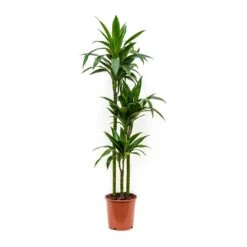 Dracaena Fragrans Janet Craig - Multi Stem -Indoor Plant Store Dracaena fragrans Janet Craig Multi Stem
