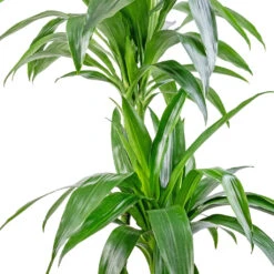 Dracaena Fragrans Janet Craig - Multi Stem -Indoor Plant Store Dracaena fragrans Janet Craig Multi Stem 24x135cm DETAIL
