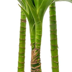 Dracaena Fragrans Janet Craig - Multi Stem -Indoor Plant Store Dracaena fragrans Janet Craig Multi Stem 24x135cm DETAIL 3