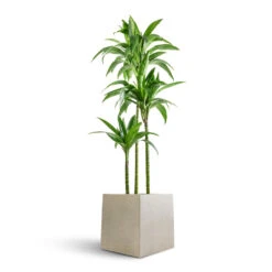 Dracaena Fragrans Janet Craig - Multi Stem -Indoor Plant Store Dracaena fragrans Janet Craig Multi Stem 24x135cm 3 stems Grigio Cube Planter Antique White Concrete 30x30x30cm