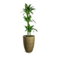 Ben Plant Pot - Straw Grass 17 Ben Plant Pot - Straw Grass -Indoor Plant Store Dracaena fragrans Janet Craig Multi Stem Ben Plant Pot Straw Grass 8ef79176 2add 4bfd 8e9a 72a53007d81e