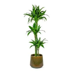 Dracaena Fragrans Janet Craig - Multi Stem -Indoor Plant Store Dracaena fragrans Janet Craig Multi Stem joah oasis 33cm plant pot studio