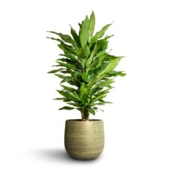 Lydia Plant Pot - Shiny Green -Indoor Plant Store Dracaena fragrans Janet Lind Branched 21x80cm Lydia Plant Pot Shiny Green 26x26cm