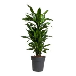 Dracaena Fragrans Janet Lind - Branched 11 Dracaena Fragrans Janet Lind - Branched -Indoor Plant Store Dracaena fragrans Janet Lind Branched 24x95cm