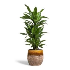 Lindy Plant Pot - Ochre -Indoor Plant Store Dracaena fragrans Janet Lind Branched 24x95cm Lindy Plant Pot Ochre 30x25cm c3b5336e ca1e 4cec 875e 7875a9b9bdf1
