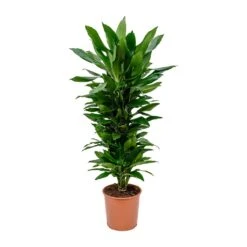 Dracaena Fragrans Janet Lind - Branched 15 Dracaena Fragrans Janet Lind - Branched -Indoor Plant Store Dracaena fragrans Janet Lind Branched 27x110cm