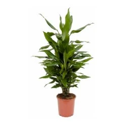 Dracaena Fragrans Janet Lind - Branched 13 Dracaena Fragrans Janet Lind - Branched -Indoor Plant Store Dracaena fragrans Janet Lind Branched 80cm