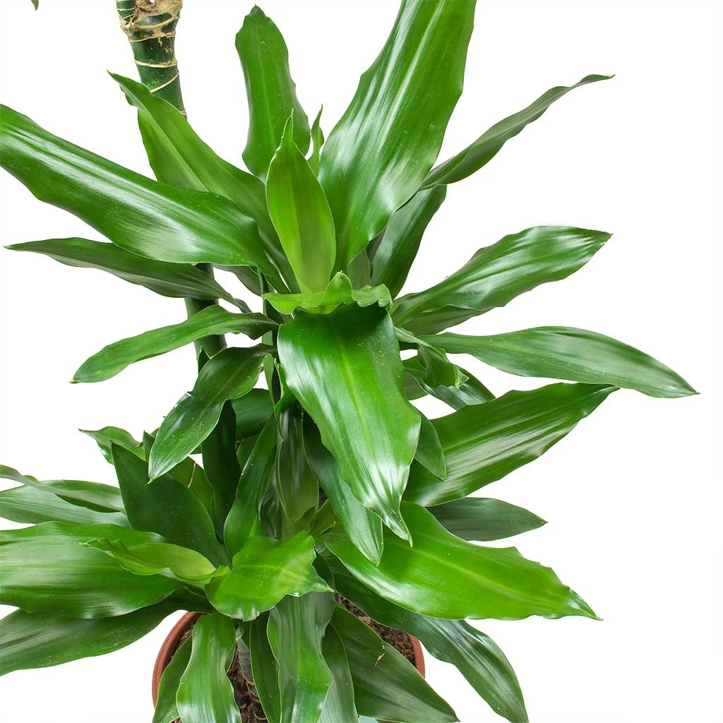 Dracaena Janet Lind - Multi Stem - HydroCare 3 Dracaena Janet Lind - Multi Stem - HydroCare - Image 3