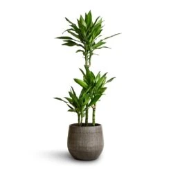 Esra Plant Pot - Mystic Grey -Indoor Plant Store Dracaena fragrans Janet Lind Multi Stem 21x100 Esra Plant Pot Mystic Grey 26x26cm 2cb21ad3 c76c 4faf ad18 0c10f2d13d65