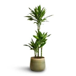 Dracaena Fragrans Janet Lind - Multi Stem -Indoor Plant Store Dracaena fragrans Janet Lind Multi Stem 21x100 Iris Plant Pot Mint 26x21cm
