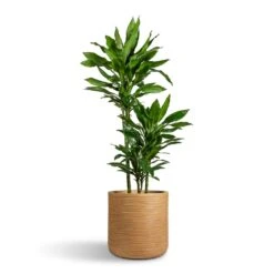 Dune Cylinder Planter - Almond 13 Dune Cylinder Planter - Almond -Indoor Plant Store Dracaena fragrans Janet Lind Multi Stem 21x110cm 3 stems Dune Cylinder Planter Almond 38x37cm