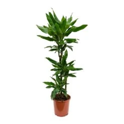 Dracaena Fragrans Janet Lind - Multi Stem -Indoor Plant Store Dracaena fragrans Janet Lind Multi Stem