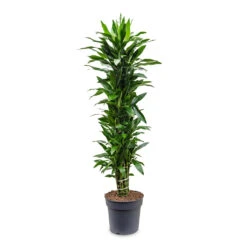 Dracaena Fragrans Janet Lind - Branched 16 Dracaena Fragrans Janet Lind - Branched -Indoor Plant Store Dracaena fragrans Janet Lind branched 34x180cm