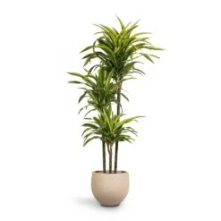Mini Orb Kevan Plant Pot - Grey Washed 20 Mini Orb Kevan Plant Pot - Grey Washed -Indoor Plant Store Dracaena fragrans Lemon Lime 3MultiStem 24 x 140cm Mini Orb Kevan Plant Pot Grey Washed 32x28cm c96e807e 71e5 4449 8cc8 060db2ea8dff