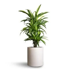 Max Refined Planter - Natural White -Indoor Plant Store Dracaena fragrans Lemon Lime Branched 21x70cm Max Refined Planter Natural White 29x29.5cm e3b1c807 5a5b 4e62 8c50 43b66461678b