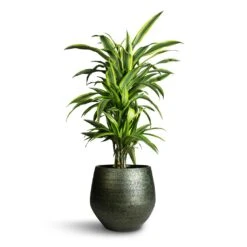Noor Plant Pot - Velvet Green 28 Noor Plant Pot - Velvet Green -Indoor Plant Store Dracaena fragrans Lemon Lime Branched 24x90cm Noor Plant Pot Velvet Green 33x30cm 912c4454 ba78 4907 a5e2 20b453a69ca7