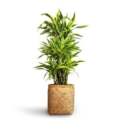 Zayn Bamboo Planter -Indoor Plant Store Dracaena fragrans Lemon Lime Branched 27x110cm Zayn Bamboo Planter 31.5x33cm 2 3484520d 491b 4b04 bb51 9c518cd543c5